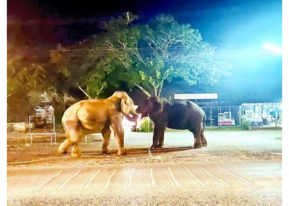 2021–07-01 捣蛋还偷食 2大象我行我素